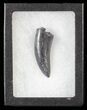 Tyrannosaur Tooth - Judith River Formation, Montana #63114-1